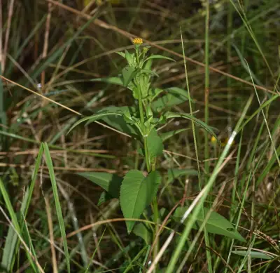 Bidens pilosa L.