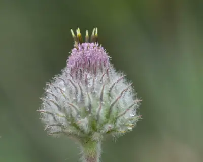 Stenachaenium megapotamicum (Spreng.) Baker