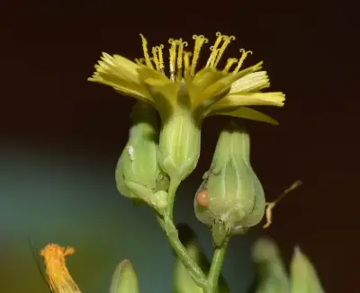 Youngia japonica (L.) DC.