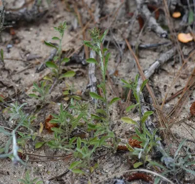 Gamochaeta pensylvanica (Willd.) Cabrera
