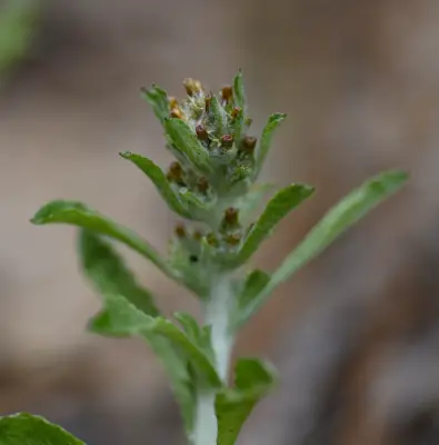 Gamochaeta pensylvanica (Willd.) Cabrera