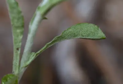 Gamochaeta pensylvanica (Willd.) Cabrera