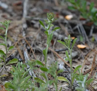 Gamochaeta pensylvanica (Willd.) Cabrera