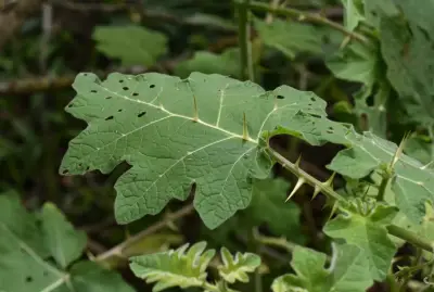 Solanum viarum Dunal