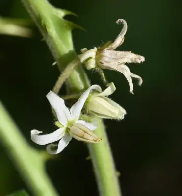 Solanum viarum Dunal