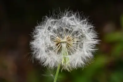 Chaptalia nutans (L.) Pol.