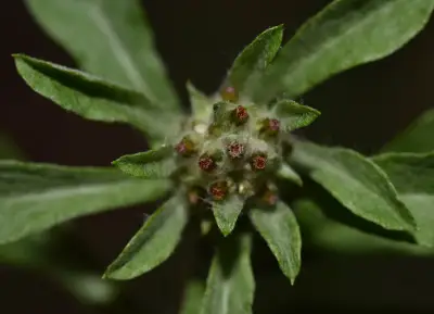 Gamochaeta pensylvanica (Willd.) Cabrera