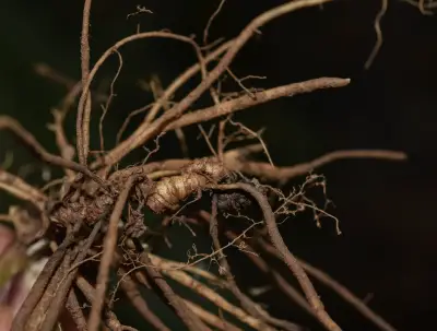 Chaptalia nutans (L.) Pol.