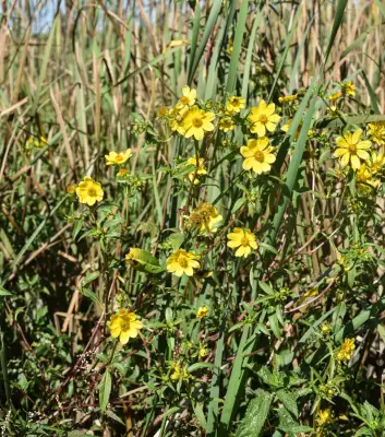 Bidens laevis (L.) Britton, Sterns & Poggenb.