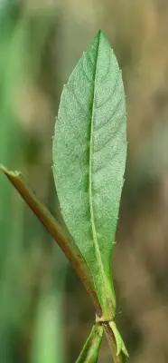 Bidens laevis (L.) Britton, Sterns & Poggenb.