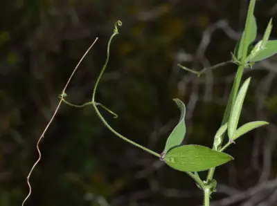 Lathyrus pubescens Hook. & Arn.