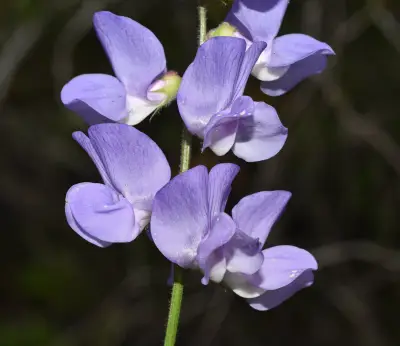Lathyrus pubescens Hook. & Arn.