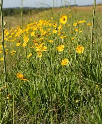 Coreopsis lanceolata L.