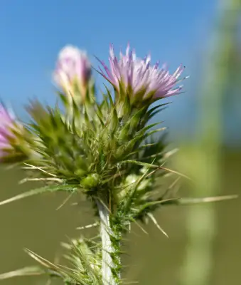 Carduus tenuiflorus Curtis