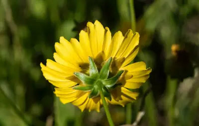 Coreopsis lanceolata L.