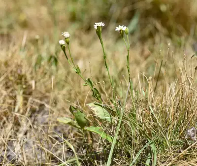 Holocheilus hieracioides (D.Don) Cabrera