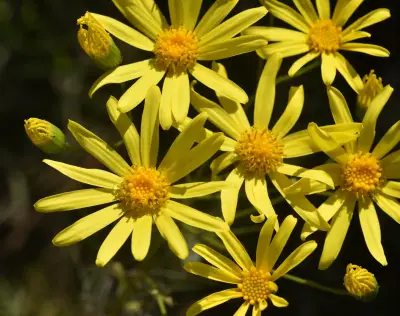 Senecio leptolobus DC.