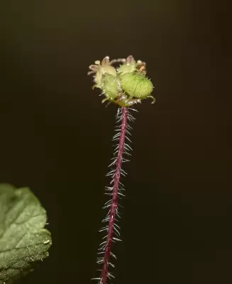 Hydrocotyle exigua (Urb.) Malme