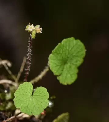 Hydrocotyle exigua (Urb.) Malme
