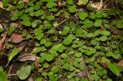 Hydrocotyle exigua (Urb.) Malme