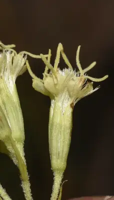 Mikania anethifolia (DC.) Matzenb.