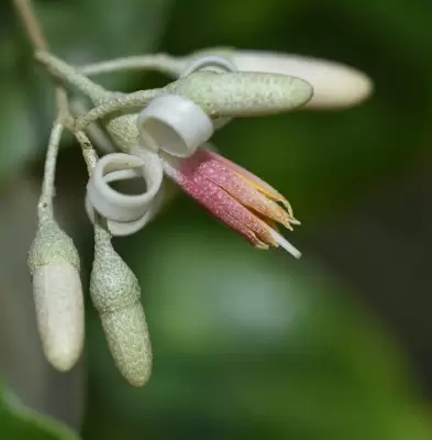 Styrax leprosus Hook. & Arn.