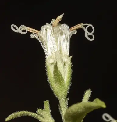Mikania cordifolia (L.f.) Willd.