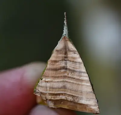 Zanthoxylum rhoifolium Lam.