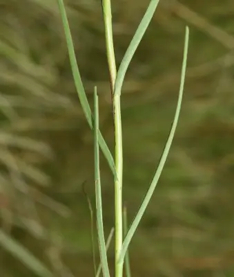 Symphyotrichum graminifolium (Spreng.) G.L.Nesom