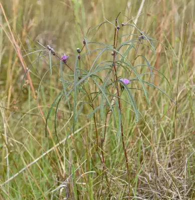 Lessingianthus glabratus var. angustifolius (Cabrera) Dematt.