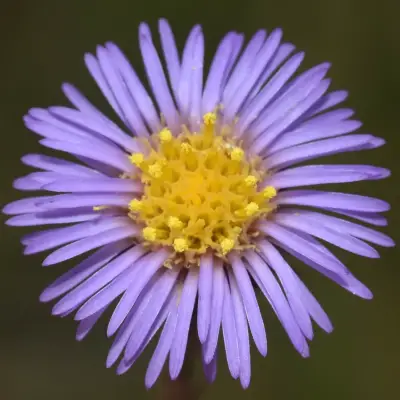 Symphyotrichum graminifolium (Spreng.) G.L.Nesom