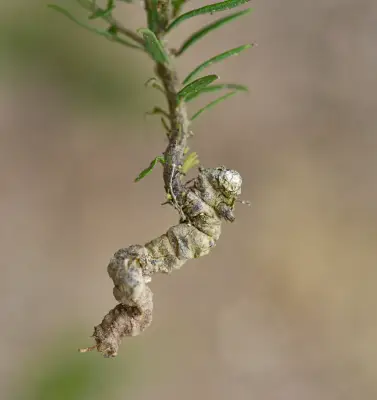 Lessingianthus brevifolius (Less.) H.Rob.