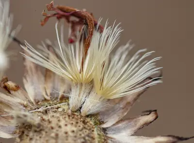 Lessingianthus brevifolius (Less.) H.Rob.