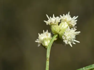 Baccharis microcephala (Less.) DC.