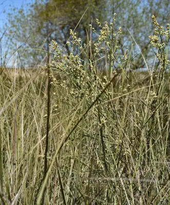 Baccharis microcephala (Less.) DC.