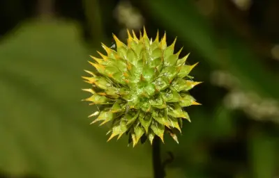 Melanthera latifolia (Gardner) Cabrera