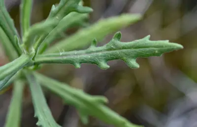 Senecio saltensis Hook. & Arn.