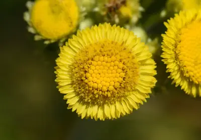 Leptostelma tweediei (Hook. & Arn.) D.J.N.Hind & G.L.Nesom