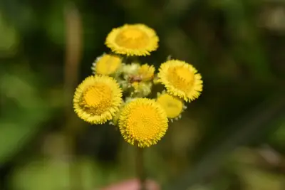 Leptostelma tweediei (Hook. & Arn.) D.J.N.Hind & G.L.Nesom