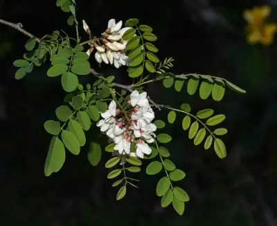 Robinia pseudoacacia L.