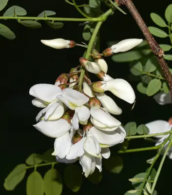 Robinia pseudoacacia L.