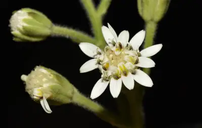 Holocheilus brasiliensis (L.) Cabrera