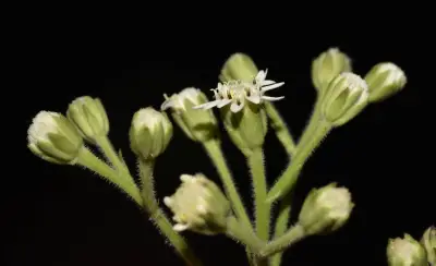 Holocheilus brasiliensis (L.) Cabrera