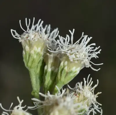 Eupatorium ceratophyllum Hook. & Arn.