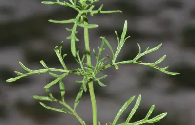 Eupatorium ceratophyllum Hook. & Arn.