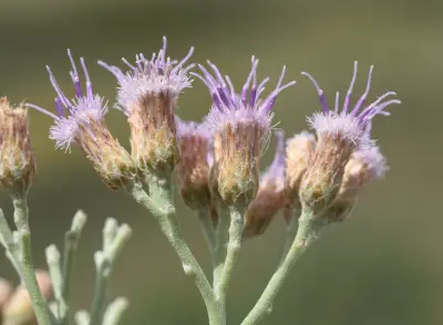 Tessaria absinthioides (Hook. & Arn.) DC.