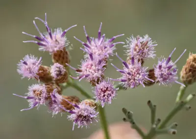 Tessaria absinthioides (Hook. & Arn.) DC.