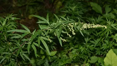 Artemisia verlotiorum Lamotte