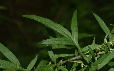 Artemisia verlotiorum Lamotte