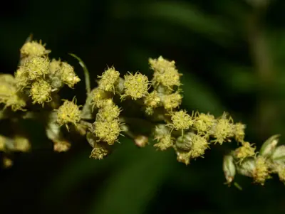 Artemisia verlotiorum Lamotte